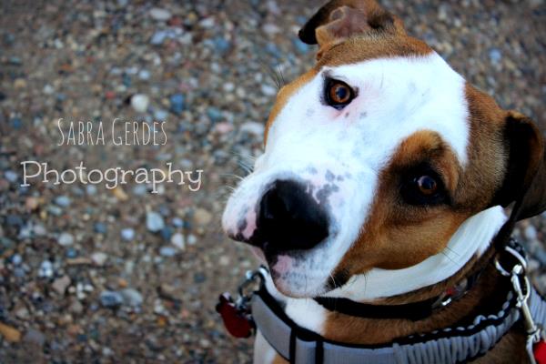 /Images/uploads/Humane Society of Utah/HSU2018/entries/4077thumb.jpg